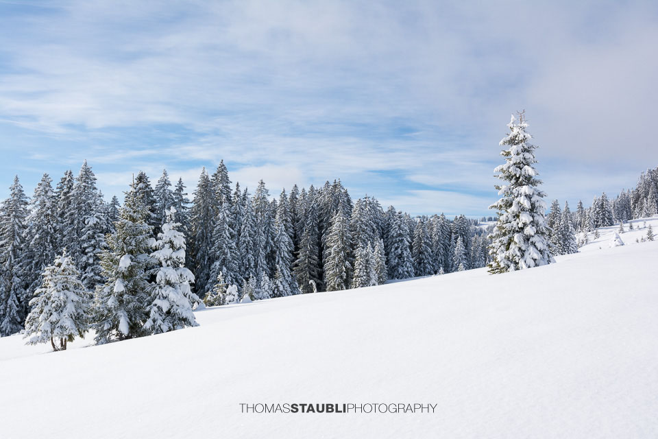 verschneite Tannen auf der Furggelen