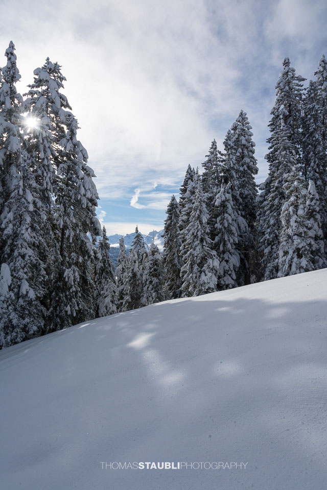 verschneite Tannen auf der Furggelen