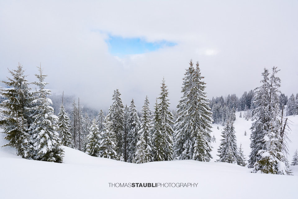 winterlicher Salzläckiwald