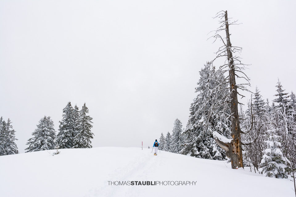 winterlicher Salzläckiwald