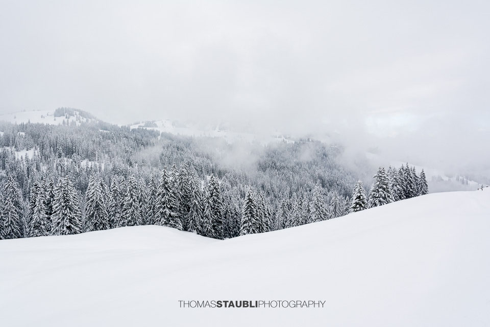 winterlicher Salzläckiwald