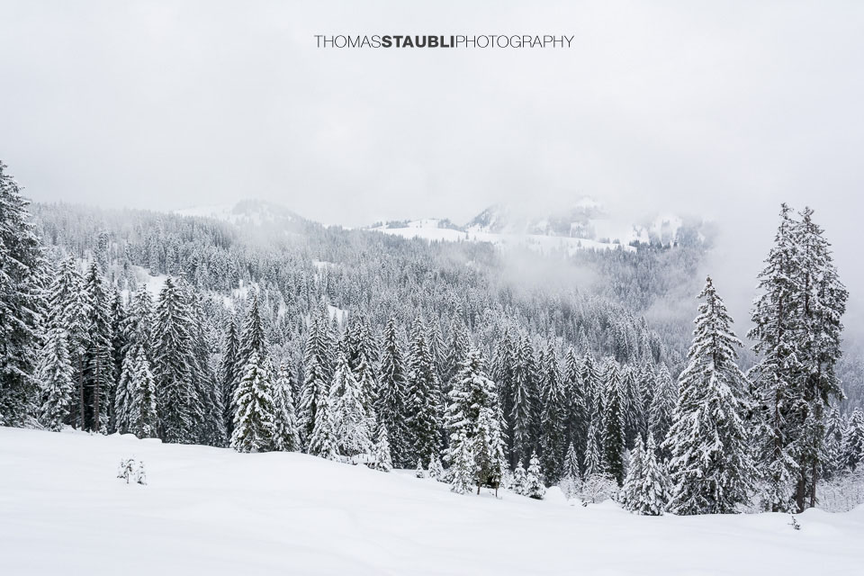 winterlicher Salzläckiwald