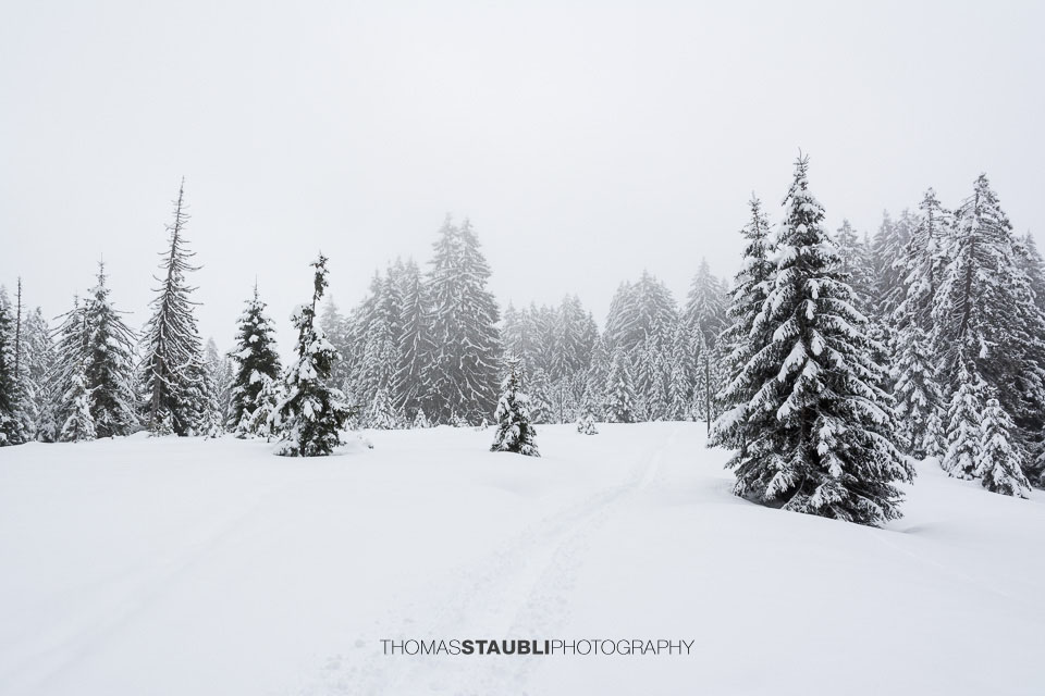 winterlicher Salzläckiwald