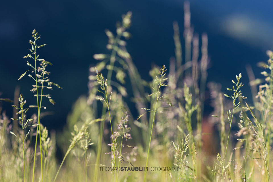 Gräser im Gegenlicht