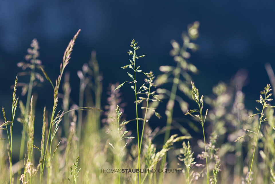 Gräser im Gegenlicht