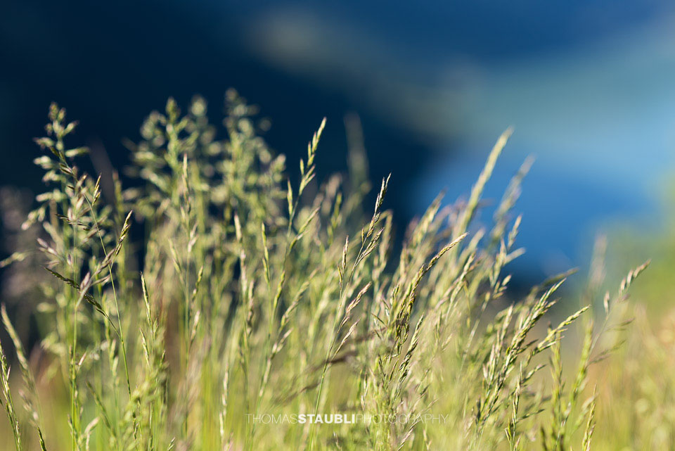 Gräser im Gegenlicht