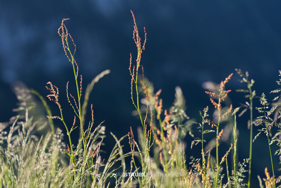 Gräser im Gegenlicht