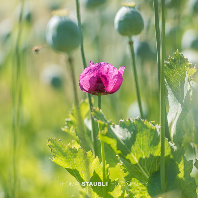 violette Mohblumen