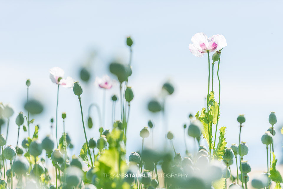 weiss-violette Mohblumen