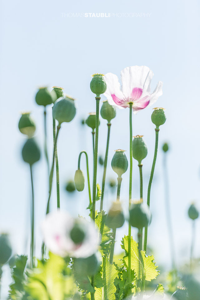 weiss-violette Mohblumen