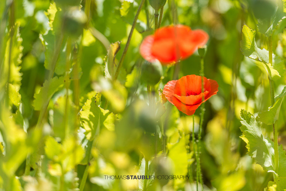 Mohblumen