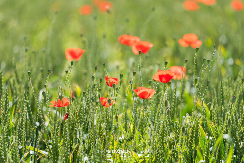 Mohblumen