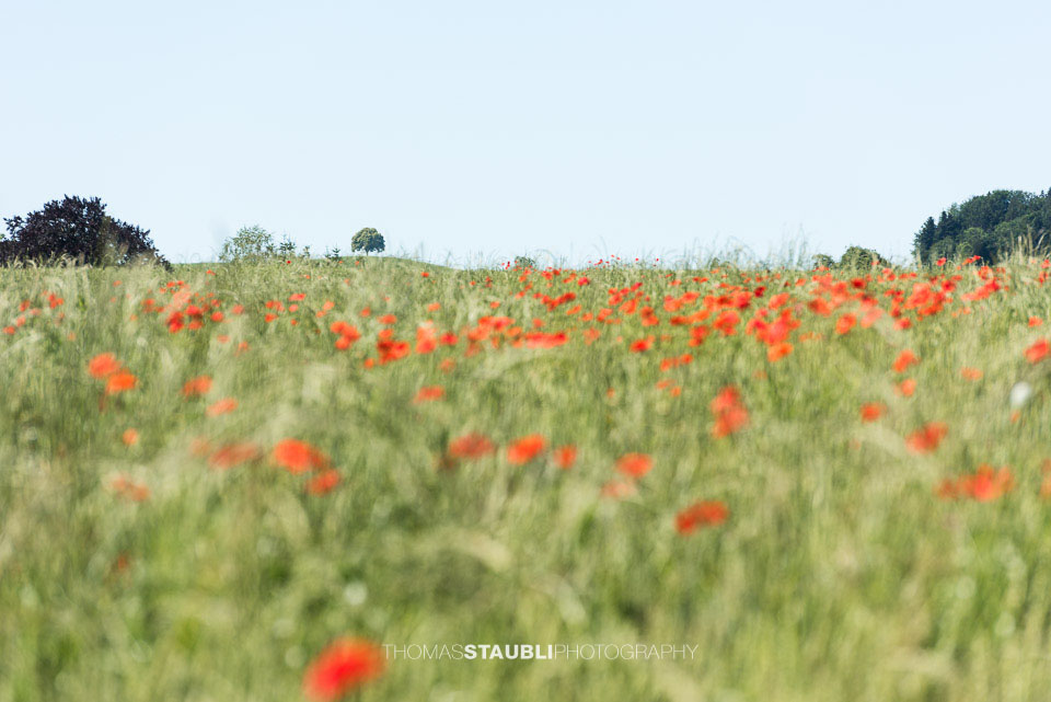 Mohblumen