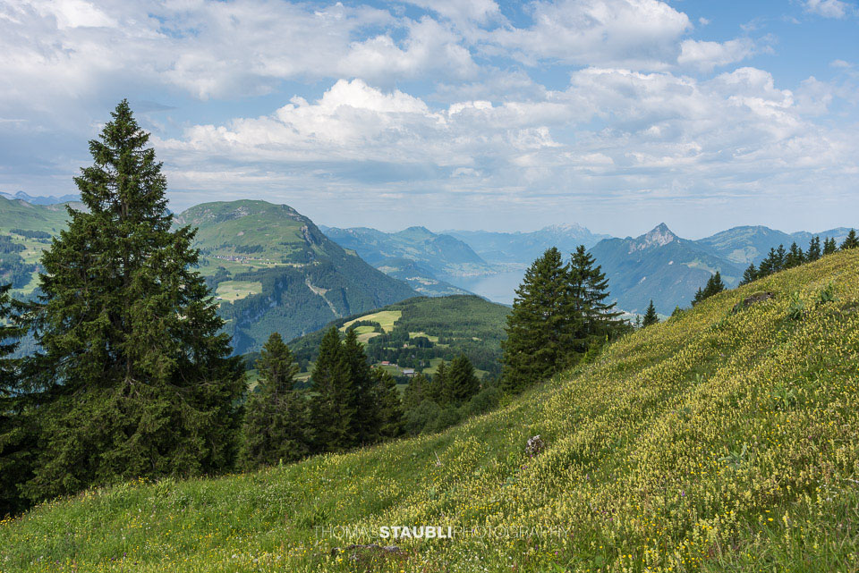 Blick vom Ober Altberg Richtung Fronalpstock und Hoflue