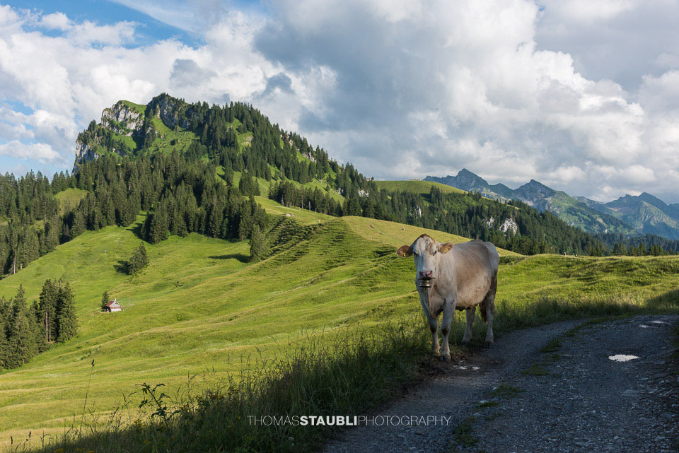 Kuh vor dem Chli Aubrig