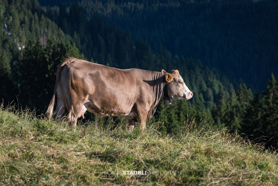 Kuh geniesst die Abendsonne