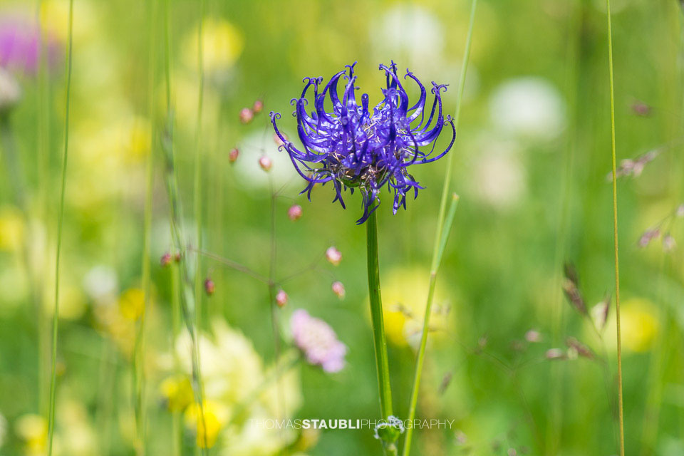 kugelige Teufelskralle