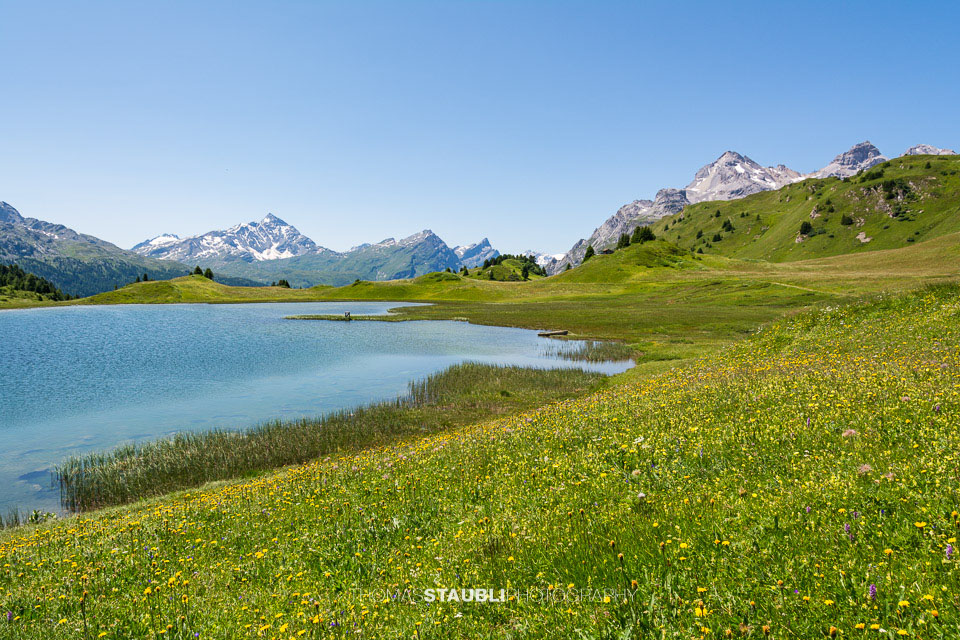 blühende Wiesen am Lai da Vons