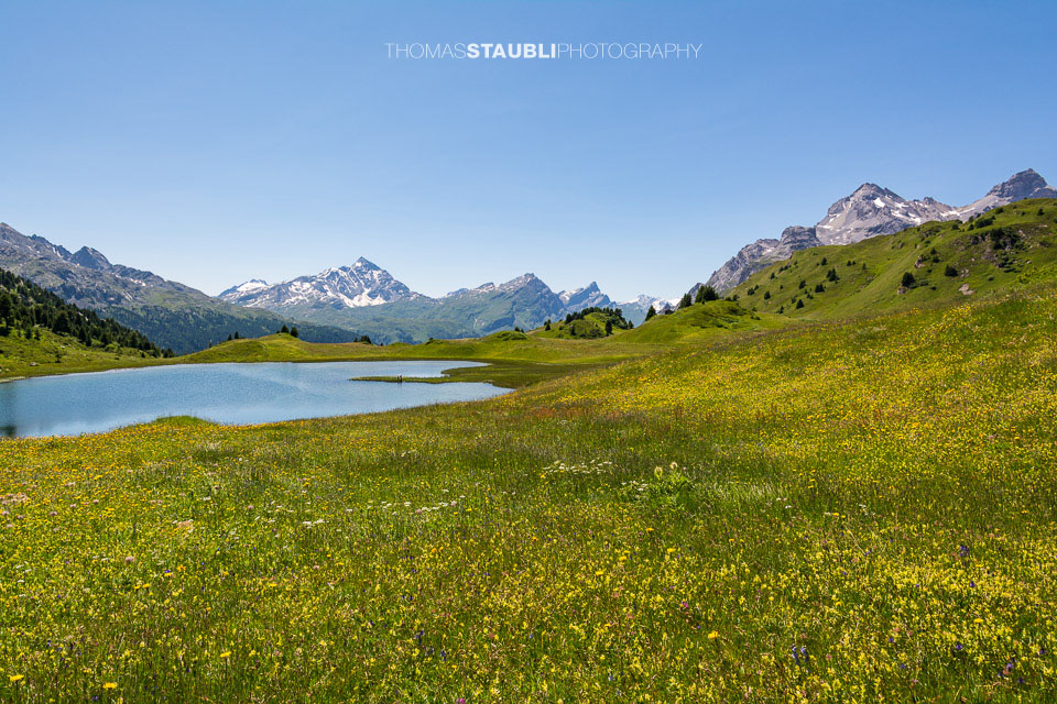 blühende Wiesen am Lai da Vons