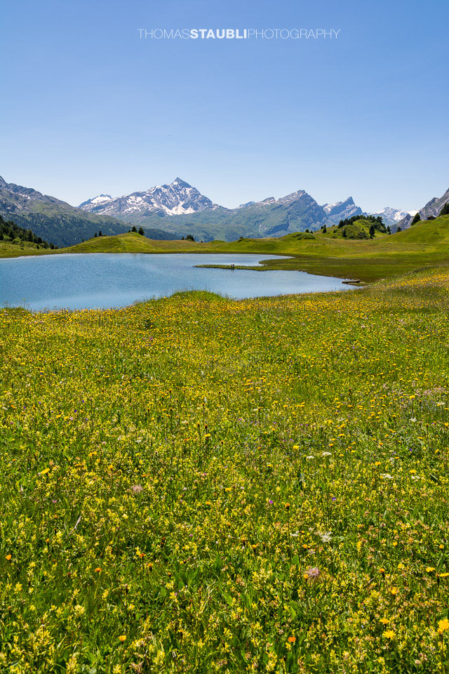 blühende Wiesen am Lai da Vons