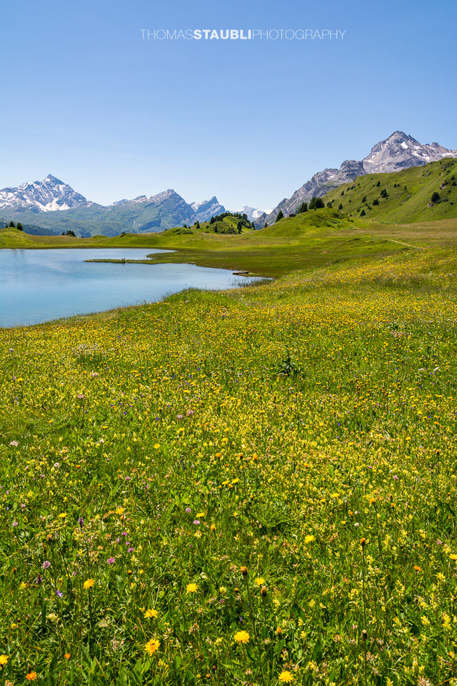 blühende Wiesen am Lai da Vons