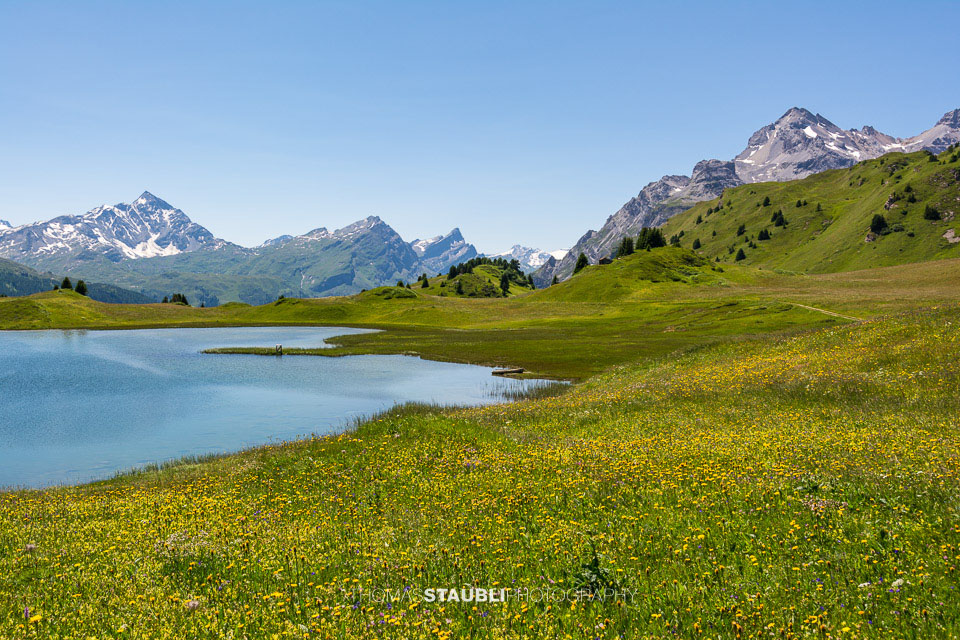 blühende Wiesen am Lai da Vons