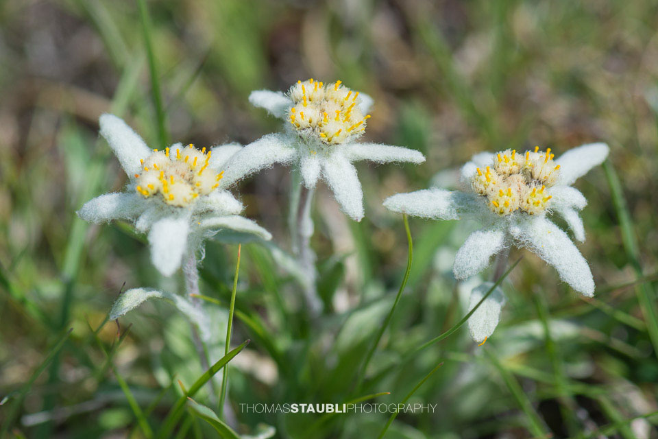 Edelweiss