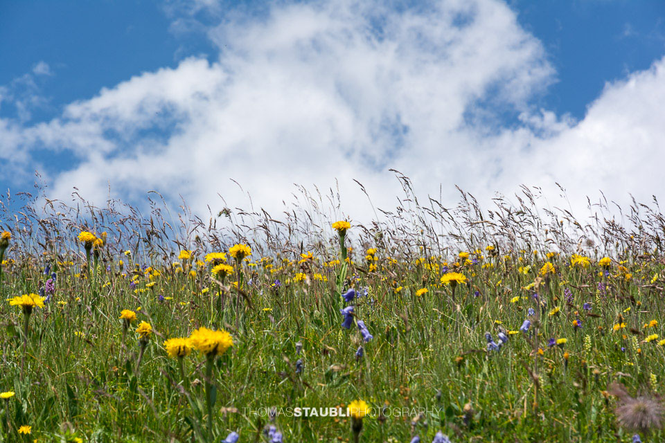artenreiche Alpenflora
