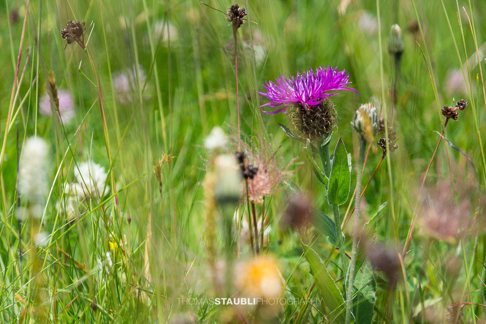 artenreiche Alpenflora