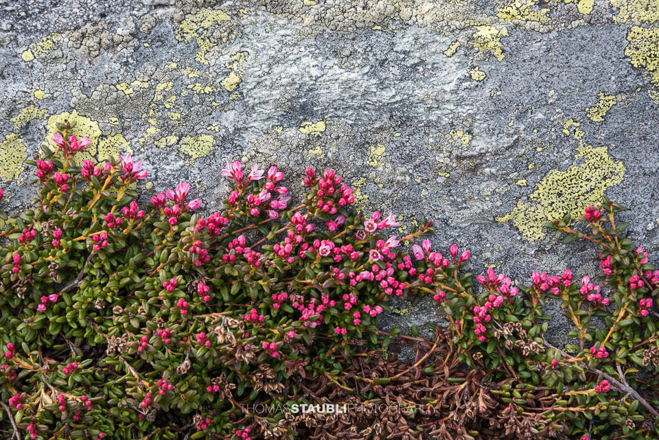 Gämsheide, Alpenazalee, Alpenheide, Hirschheiderich oder Felsenröschen genannt