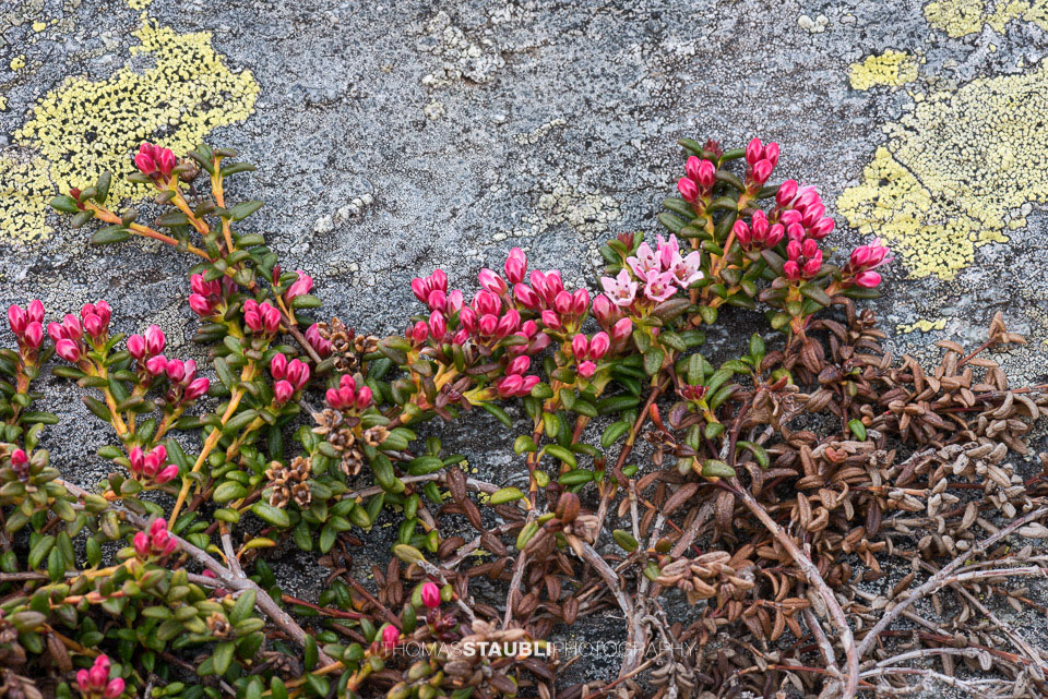 Gämsheide, Alpenazalee, Alpenheide, Hirschheiderich oder Felsenröschen genannt
