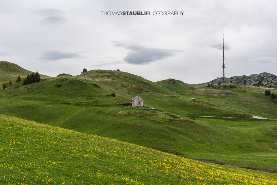 Blumenwiese auf der Seebärga