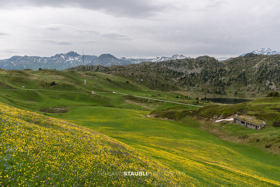 Blumenwiese auf der Seebärga