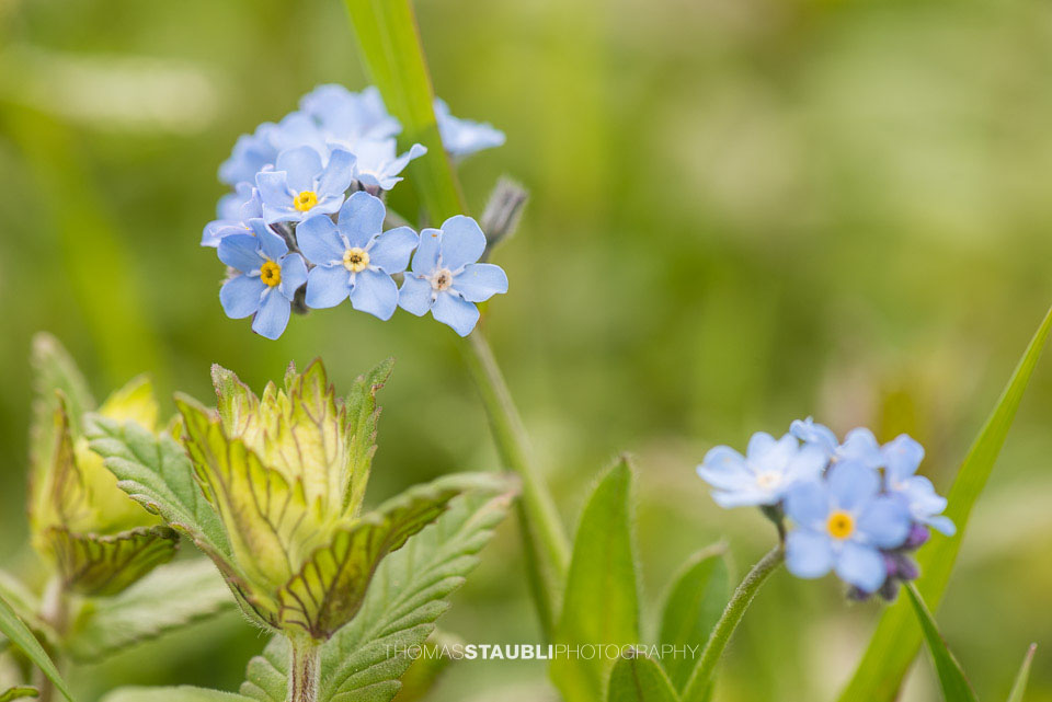 Vergissmeinnicht