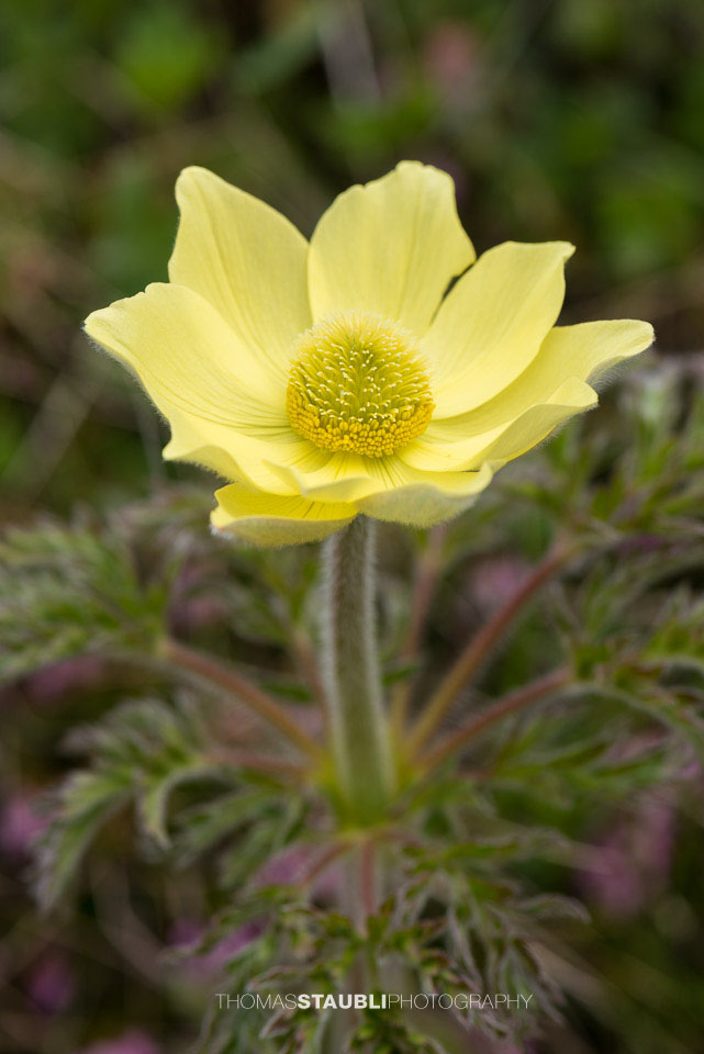 Gelbe Alpen-Küchenschelle