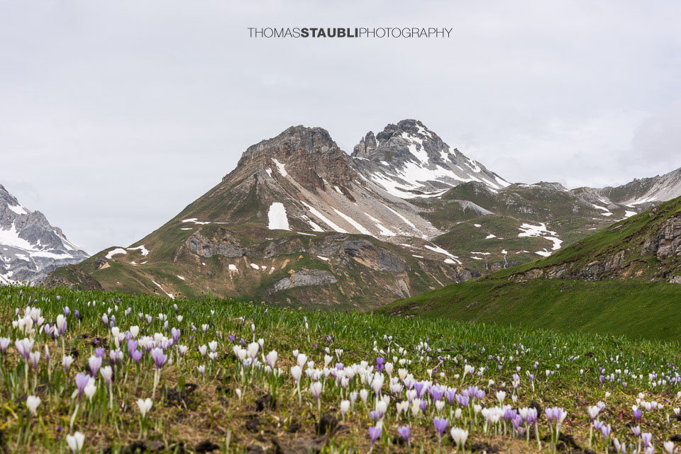 blühende Krokusse vor Versangga und Cufercalhorn