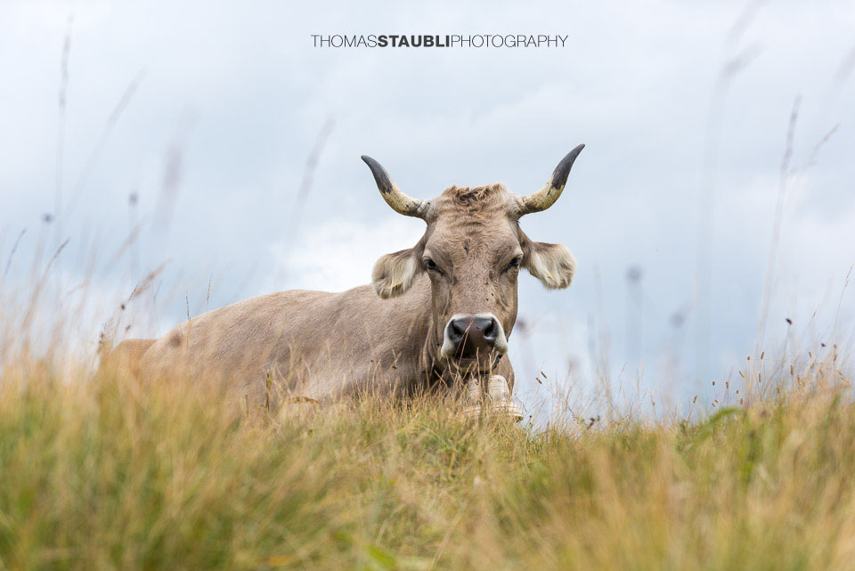 Kuh aud der Melchsee-Frutt