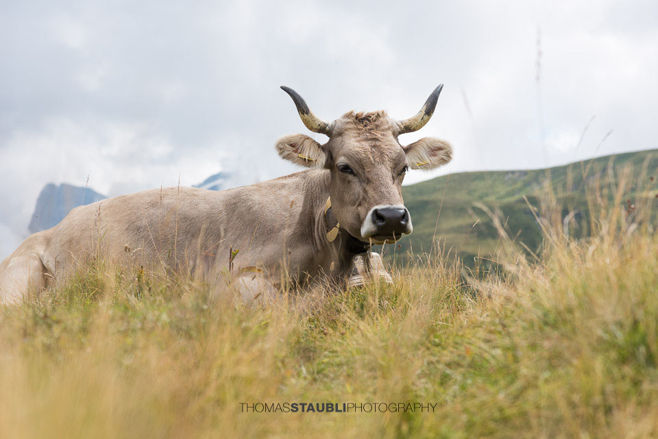 Kuh aud der Melchsee-Frutt