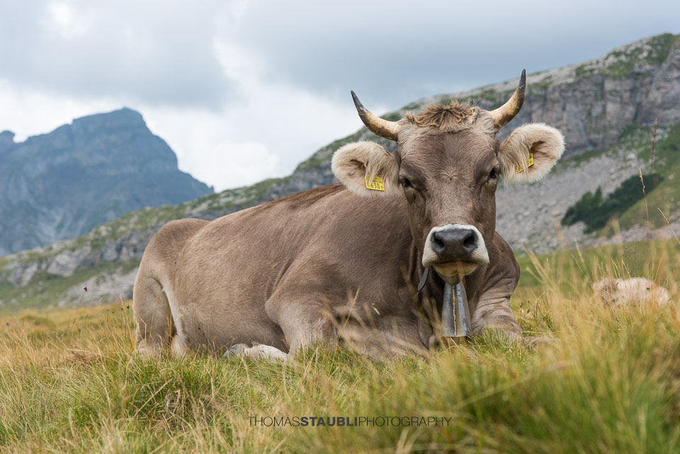 Kuh aud der Melchsee-Frutt