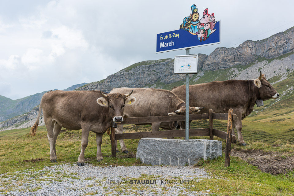 Kühe aud der Melchsee-Frutt