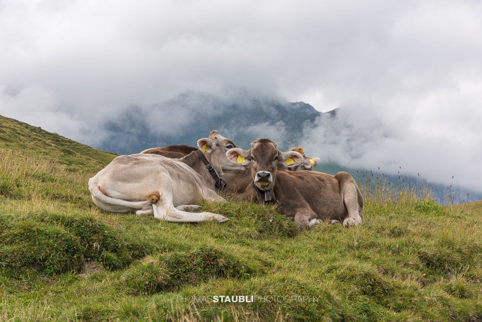 Kälber auf der Melchsee-Frutt
