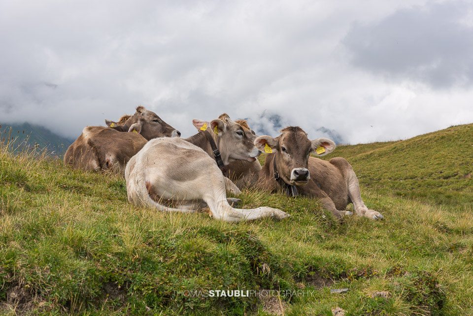 Kälber auf der Melchsee-Frutt