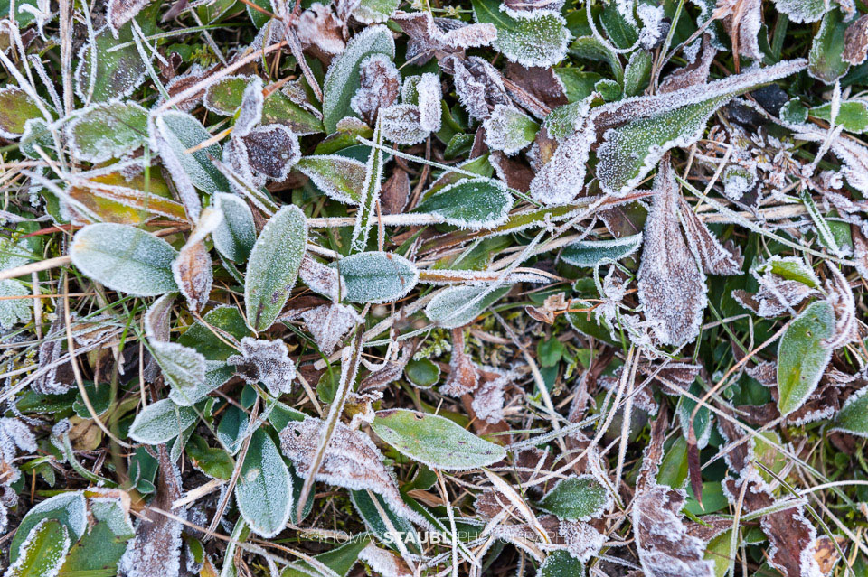 Herbstlicher Morgenfrost