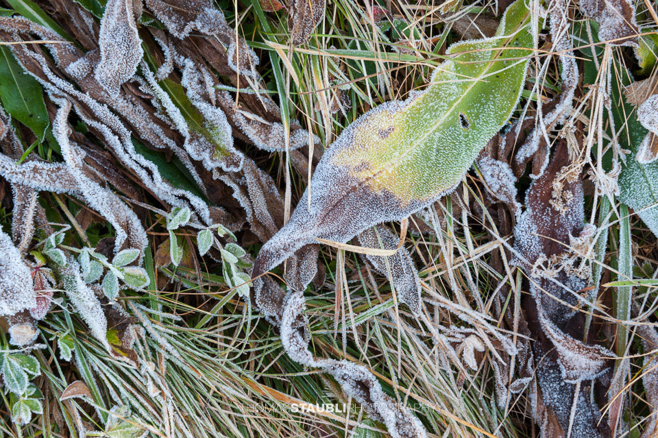 Herbstlicher Morgenfrost