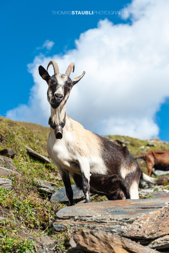 Geissen auf der Alp Diesrut
