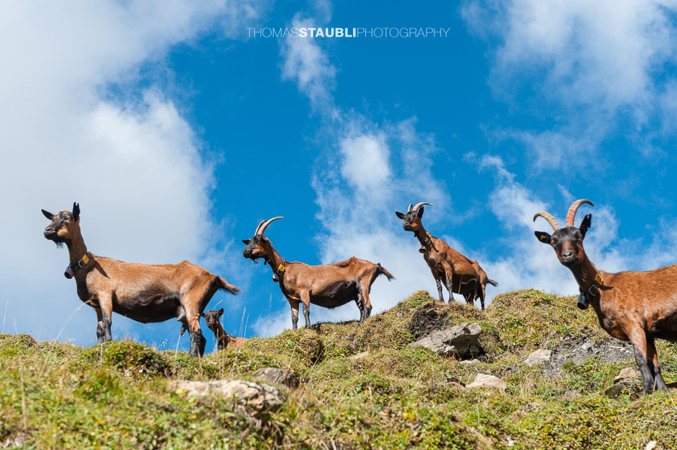 Geissen auf der Alp Diesrut