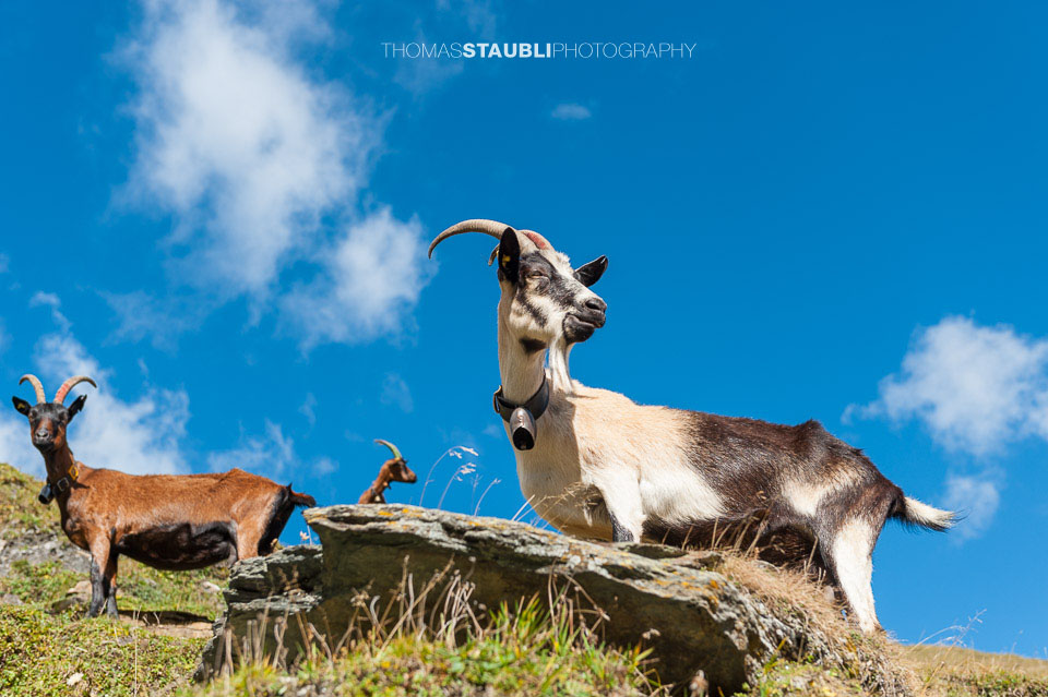 Geissen auf der Alp Diesrut