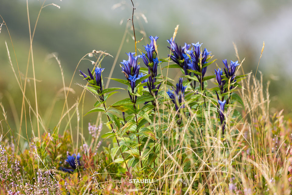 Alpenflora – Enzian