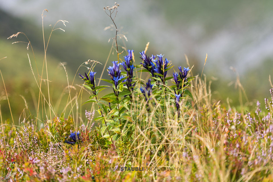 Alpenflora – Enzian