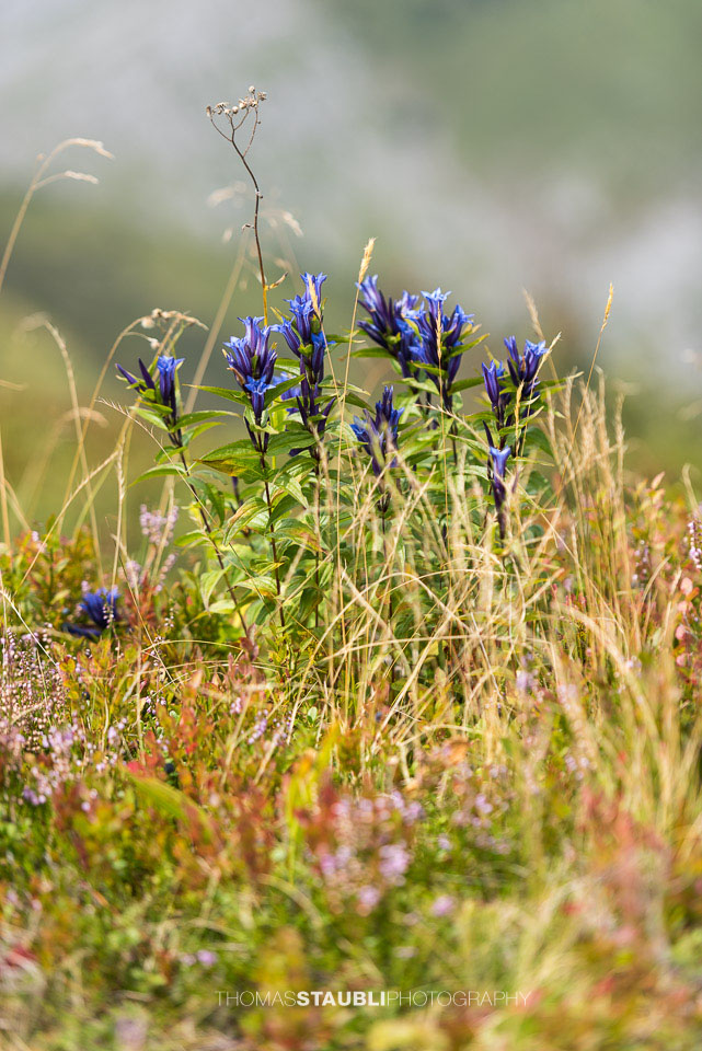 Alpenflora – Enzian